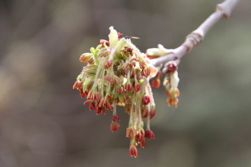 Trees In Spring Blooms, Gold Bar Park, Edmonton, Alberta