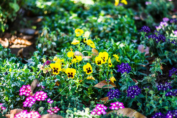 Colorful flowers of botanical garden and rose garden of Ooty Tamilnadu India
