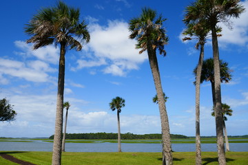 Palms in Front of the Ocean Blue sky with Clouds