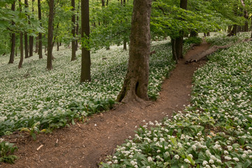 A fairytale path, a hiking trail leads through the spring forest through blooming bear garlic.