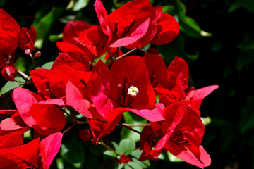 A closeup of freshly blossomed bougainvillea flowers