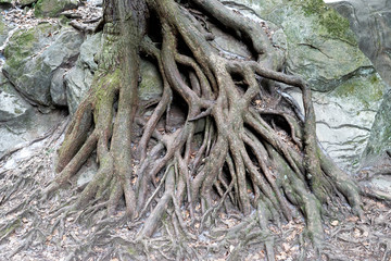 tree roots in the forest