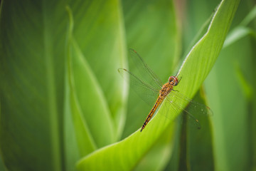 Detailed macro image of dragonfly on green plant