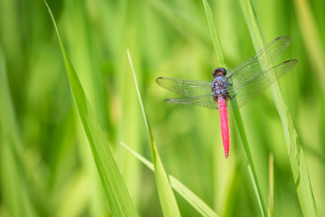 Detailed macro image of dragonfly on green plant