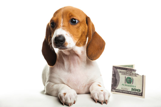 image of dog money white background 