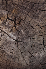 Old wood texture cut