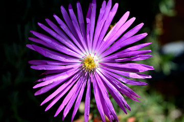 Obraz premium A closeup of freshly blossomed lampranthus roseus flowers