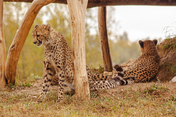  cheetahs in the wild reserve in summer on a sunny day © svetjekolem