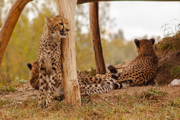  cheetahs in the wild reserve in summer on a sunny day © svetjekolem
