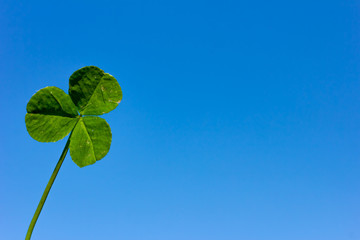 Letters of clover are on a background blue sky