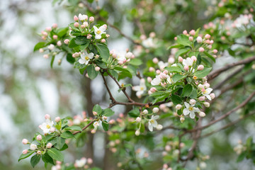Flowering apple tree in spring, closeup