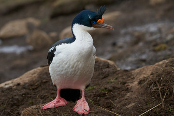 Portrait of an Imperial Shag (Phalacrocorax atriceps albiventer) in breeding plumage on the cliffs of Saunders Islands in the Falkland Islands.