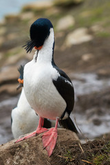 Imperial Shag (Phalacrocorax atriceps albiventer) preening on the cliffs of Saunders Islands in the Falkland Islands.   