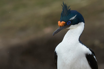 Portrait of an Imperial Shag (Phalacrocorax atriceps albiventer) in breeding plumage on the cliffs of Saunders Islands in the Falkland Islands.