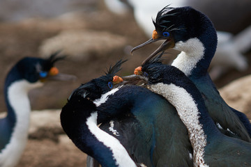 Naklejka premium Pair of Imperial Shag (Phalacrocorax atriceps albiventer) fighting over a nesting site on the cliffs of Saunders Islands in the Falkland Islands.