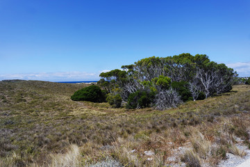 Blue sky and trees