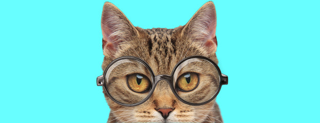 young adorable metis cat with big eyes wearing eyeglasses