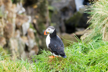 Atlantic puffin from Borgarfjordur fjord, east Iceland