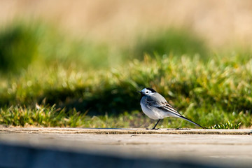 Obraz premium Pliszka siwa siedząca na pomoście. Pozujący ptak przed obserwatorem