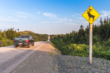 Sign warning of moose hazard, Gros Morne National Park, Newfoundland and Labrador, Canada