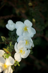 Wildrose mit weißen Blüten