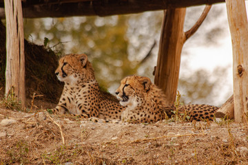  cheetahs in the wild reserve in summer on a sunny day © svetjekolem