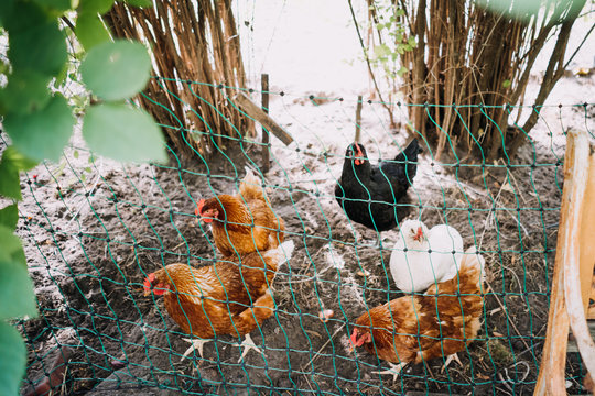 photo of chicken in a wild farm