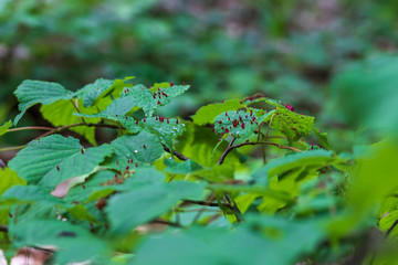 Beautiful green plants in the grass of the forest.