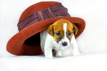 cute little puppy bitch jack russell got out from under a big felt hat, white background