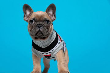 adorable small frenchie wearing costume