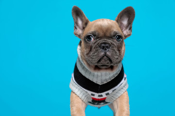 cute french bulldog wearing costume