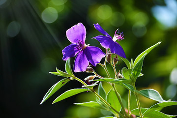 Purple Flowers