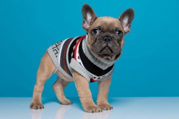 cute small french bulldog wearing costume