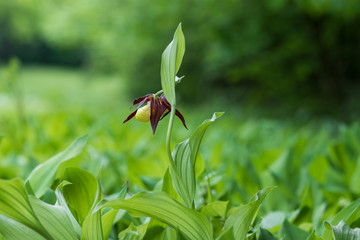 Cypripedium calceolus - Slipper Slipper - beautiful yellow flower in cabbage grass.