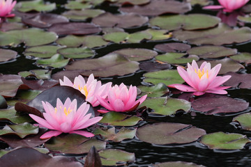 Beautiful pink water lillies in a small pond