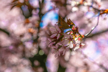 Branches of blooming sarura, photo with soft focus on a background of gentle blue sky and greenery.
Beautiful pink and blue background for text.
Floral nature spring abstract background.
Delicate pink