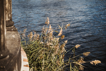 photo of a plant on the side of the river close up