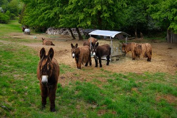 Naklejka premium französische Großeselrasse Baudet du Poitou