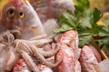 Fresh fish on the counter at a fish store