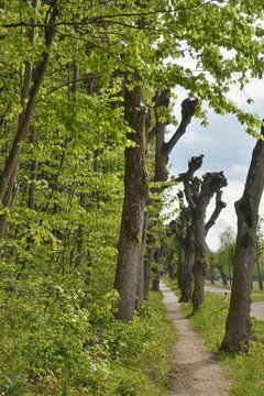 Ellingen - Bayern - Baumallee mit Weg