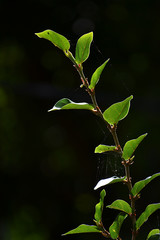 Tough Climbers Plant