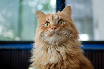 Red young cat is sitting on the floor and looking at the camera on big windows background on the balcony, domestic pets concept