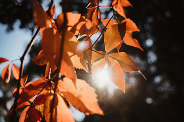 photo of brown and red tree leaves