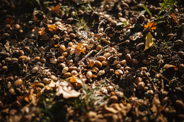photo of hazel on the ground in nature