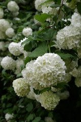 Branch with white flowers of a snowball bush in a garden. Viburnum.