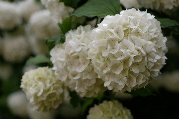 Branch with white flowers of a snowball bush in a garden. Viburnum.