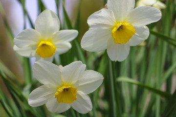 Fototapeta na wymiar White Daffodils in the fields at spring. Selective focus.