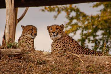 two wild cheetahs look into the distance in the wild © svetjekolem