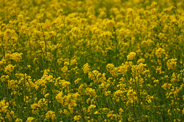 Obraz premium Yellow field rapeseed in bloom, selective focus.