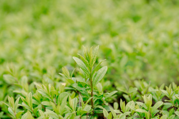 Spring or summer abstract season nature background with grass and bokeh. shrub border